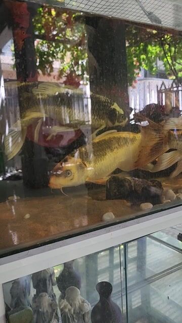 Cá phi tần Vàng 40cm. Mua bán Thú cưng khác tại Quận Sơn Trà Đà Nẵng được đăng bởi HTP hình 1