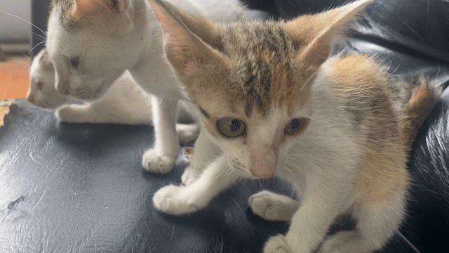 Mèo Tam thể. Mua bán Mèo tại Quận Bình Tân Tp Hồ Chí Minh được đăng bởi Thiên Ân hình 1