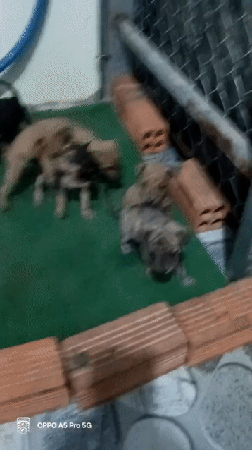 Chó phú quốc lai màu vện. Mua bán Chó tại Huyện Long Điền Bà Rịa - Vũng Tàu được đăng bởi Dương Hy hình 1