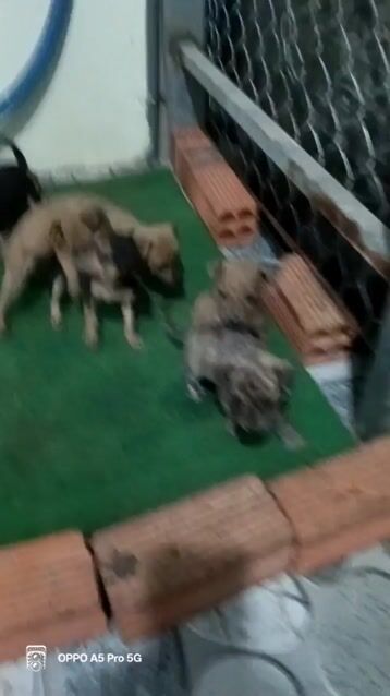 Chó phú quốc lai màu vện. Mua bán Chó tại Huyện Long Điền Bà Rịa - Vũng Tàu được đăng bởi Dương Hy hình 1