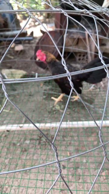 Gà tre Bắc Đực Mạnh khoẻ. Mua bán Gà tại Huyện Tháp Mười Đồng Tháp được đăng bởi An Gà Tre hình 1
