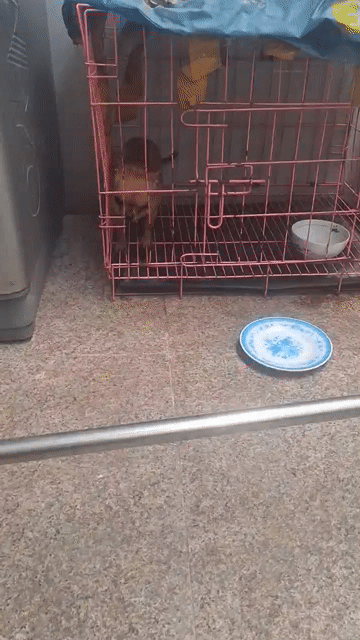 Chó Chihuahua Cái Nâu. Mua bán Chó tại Quận Gò Vấp Tp Hồ Chí Minh được đăng bởi Phúc hình 1