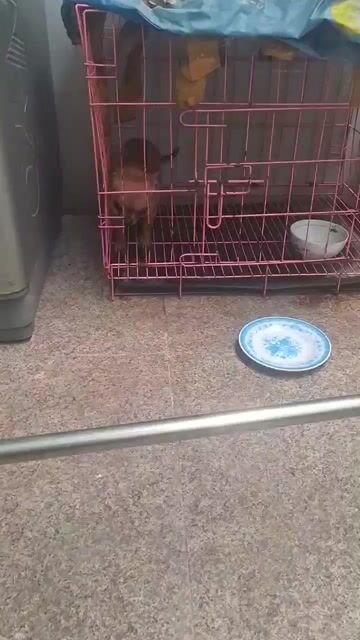 Chó Chihuahua Cái Nâu. Mua bán Chó tại Quận Gò Vấp Tp Hồ Chí Minh được đăng bởi Phúc hình 1