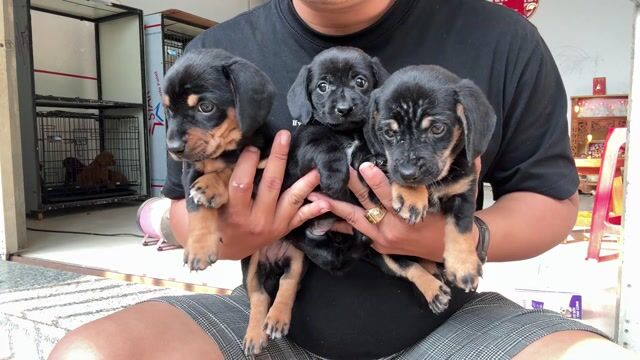 Chó Lạp xưởng thuần chủng. Mua bán Chó tại Quận Liên Chiểu Đà Nẵng được đăng bởi V Petshop Đà Nẵng hình 1