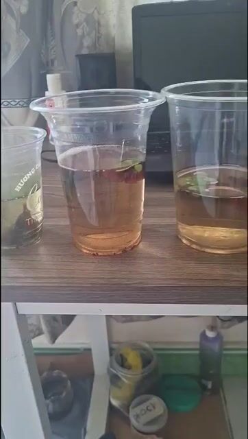 Cá xiêm đá 5 tháng Khỏe mạnh. Mua bán Thú cưng khác tại Huyện Hóc Môn Tp Hồ Chí Minh được đăng bởi A long hình 1