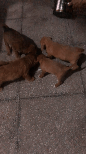 Chó Poodle Nâu vàng 2 tháng đã tiêm. Mua bán Chó tại Huyện Vụ Bản Nam Định được đăng bởi minh hình 1