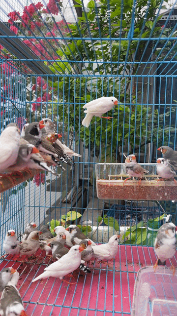 Cặp chim Manh manh nhật.. Mua bán Chim tại Quận Tân Bình Tp Hồ Chí Minh được đăng bởi HUNG CUONG  hình 1