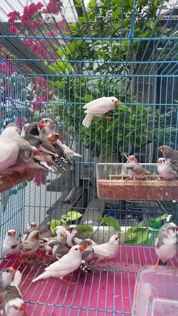 Cặp chim Manh manh nhật.. Mua bán Chim tại Quận Tân Bình Tp Hồ Chí Minh được đăng bởi HUNG CUONG  hình 1