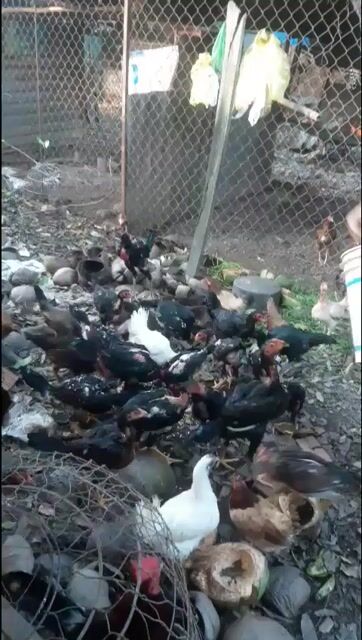 Gà đòn tơ trống hơn 2kg. Mua bán Gà tại Thị xã Tân Uyên Bình Dương được đăng bởi Dinh Toan hình 1
