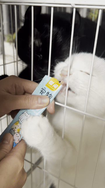 Bán cặp mèo Anh: 1 lông ngắn - 1 tai xoắn. Mua bán Mèo tại Quận Hoàng Mai Hà Nội được đăng bởi Phạm Tuấn Bảo hình 1