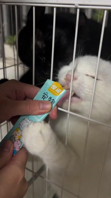 Bán cặp mèo Anh: 1 lông ngắn - 1 tai xoắn. Mua bán Mèo tại Quận Hoàng Mai Hà Nội được đăng bởi Phạm Tuấn Bảo hình 1