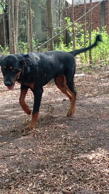 Chó Rottweiler đực 7 tháng đã chích ngừa. Mua bán Chó tại Huyện Trảng Bom Đồng Nai được đăng bởi Trần Lưu hình 1