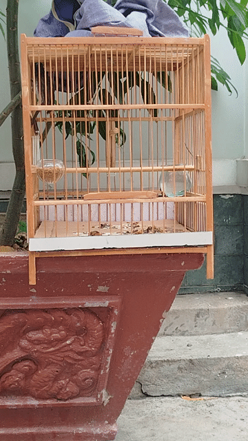 Chim chào mào trống bự con nâu trắng. Mua bán Chim tại Quận Tân Phú Tp Hồ Chí Minh được đăng bởi phạm bình hình 1