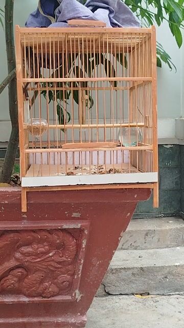 Chim chào mào trống bự con nâu trắng. Mua bán Chim tại Quận Tân Phú Tp Hồ Chí Minh được đăng bởi phạm bình hình 1