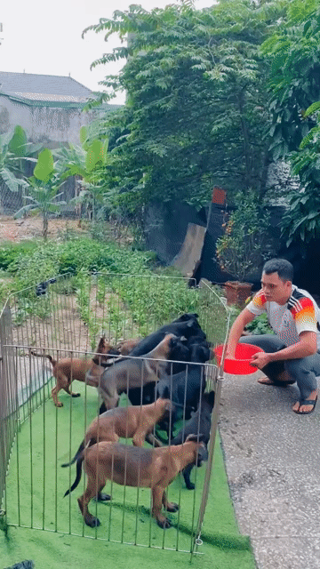 Chó Becgie Bỉ Malinois Đen Nâu vàng. Mua bán Chó tại Thành phố Thanh Hóa Thanh Hóa được đăng bởi Phạm Phát Tài hình 1