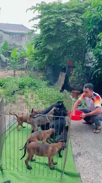 Chó Becgie Bỉ Malinois Đen Nâu vàng. Mua bán Chó tại Thành phố Thanh Hóa Thanh Hóa được đăng bởi Phạm Phát Tài hình 1