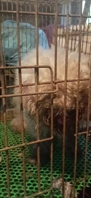 Chó Poodle Trắng kem. Mua bán Chó tại Huyện Giồng Trôm Bến Tre được đăng bởi Điền  hình 1