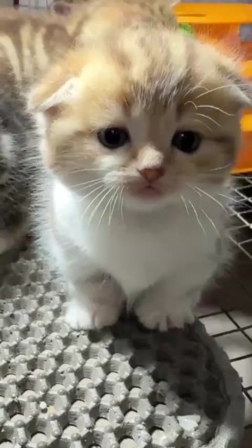 Mèo ALN chân lùn tai cụp. Mua bán Mèo tại Quận Hoàng Mai Hà Nội được đăng bởi Gia Linh hình 1