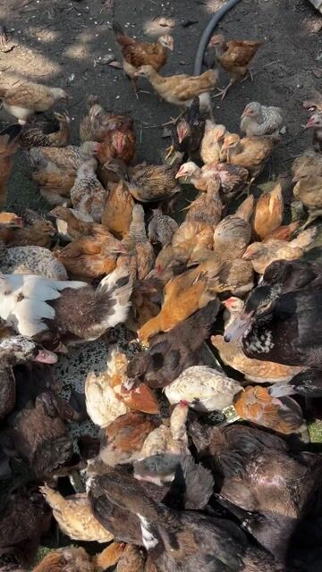 Gà ta 3-5 lạng khoẻ mạnh. Mua bán Gà tại Quận 12 Tp Hồ Chí Minh được đăng bởi Đại Farm hình 1