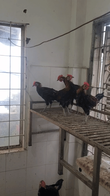04 con gà f2. Mua bán Gà tại Quận Bình Thạnh Tp Hồ Chí Minh được đăng bởi Duy hình 1