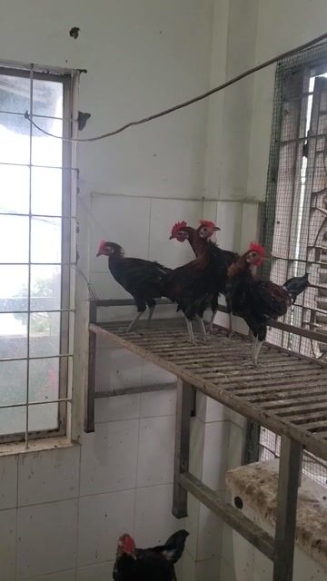 04 con gà f2. Mua bán Gà tại Quận Bình Thạnh Tp Hồ Chí Minh được đăng bởi Duy hình 1