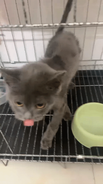 Mèo Anh lông ngắn Xám Xanh. Mua bán Mèo tại Quận 10 Tp Hồ Chí Minh được đăng bởi Nhàn hình 1