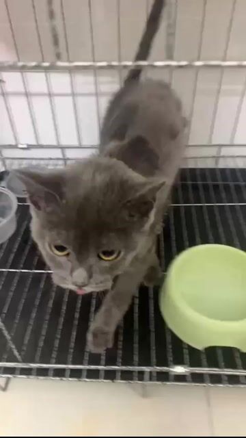 Mèo Anh lông ngắn Xám Xanh. Mua bán Mèo tại Quận 10 Tp Hồ Chí Minh được đăng bởi Nhàn hình 1