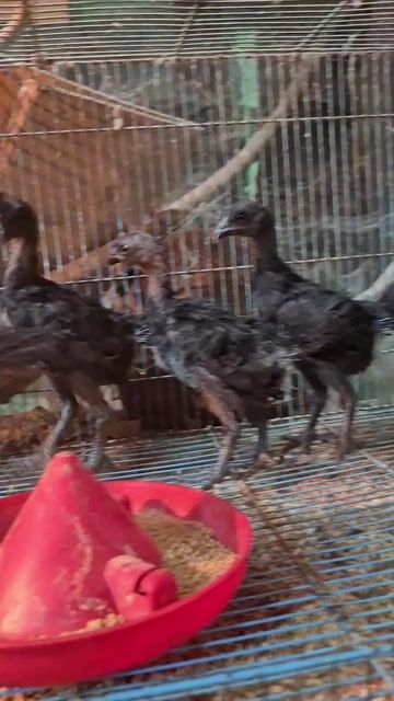 Gà Indo mặt quỷ 1 tháng tuổi hơn . Mua bán Gà tại Thành phố Thủ Đức Tp Hồ Chí Minh được đăng bởi Gà Cảnh Bình Dương hình 1