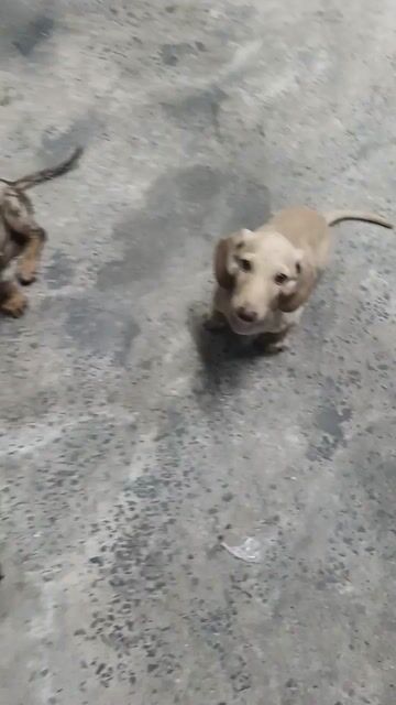 Chó Lạp xưởng đực đã tiêm 3 mũi 1 mũi dại. Mua bán Chó tại Huyện Hóc Môn Tp Hồ Chí Minh được đăng bởi Huỳnh Thị Ngọc Trinh hình 1