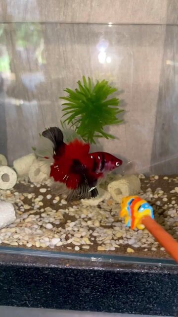 Cá Betta Đỏ Đen Trắng. Mua bán Thú cưng khác tại Quận Bình Tân Tp Hồ Chí Minh được đăng bởi Nghĩa Bán Cá hình 1