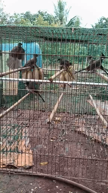 Chào mào Má trắng Gia lai - Hàng lựa đẹp. Mua bán Chim tại Quận 8 Tp Hồ Chí Minh được đăng bởi Tiger nâu  hình 1