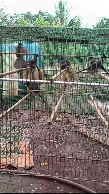 Chào mào Má trắng Gia lai - Hàng lựa đẹp. Mua bán Chim tại Quận 8 Tp Hồ Chí Minh được đăng bởi Tiger nâu  hình 1