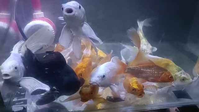 Cá chép sư tử 18-20 cm. Mua bán Thú cưng khác tại Quận 10 Tp Hồ Chí Minh được đăng bởi Mình Vũ hình 1