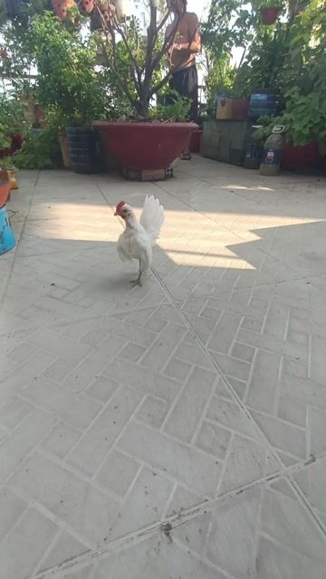 Gà Serama Nhạn trống Trắng 2 lạng. Mua bán Gà tại Quận Bình Tân Tp Hồ Chí Minh được đăng bởi Gà Kiểng hình 1