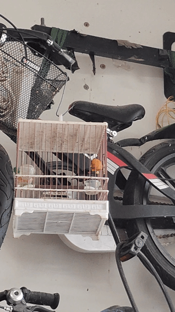 Chim hút mật 7 màu size To. Mua bán Chim tại Quận 7 Tp Hồ Chí Minh được đăng bởi tèo hình 1