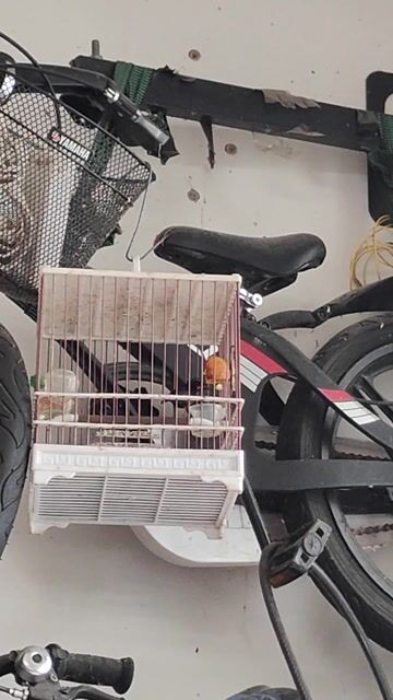 Chim hút mật 7 màu size To. Mua bán Chim tại Quận 7 Tp Hồ Chí Minh được đăng bởi tèo hình 1