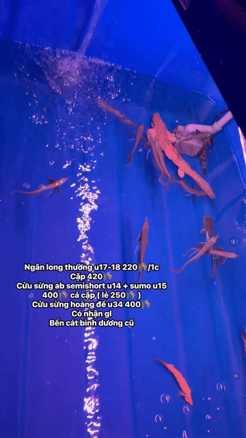 Ngân long thường U17-18. Mua bán Thú cưng khác tại Thị xã Bến Cát Bình Dương được đăng bởi nhct hình 1