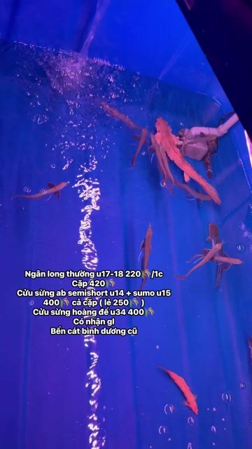 Ngân long thường U17-18. Mua bán Thú cưng khác tại Thị xã Bến Cát Bình Dương được đăng bởi nhct hình 1