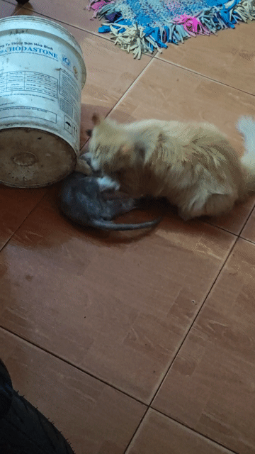 Mèo Ba Tư đực Vàng. Mua bán Mèo tại Thành phố Thủ Đức Tp Hồ Chí Minh được đăng bởi Nguyễn Thanh Hùng hình 1