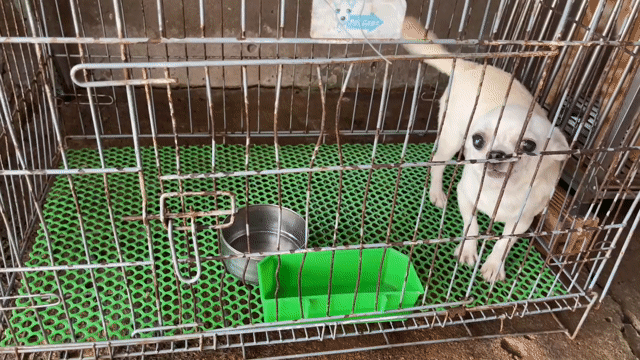 Chó Chihuahua đực hơn 1 năm. Mua bán Chó tại Huyện Vĩnh Lợi Bạc Liêu được đăng bởi Khánh hình 1