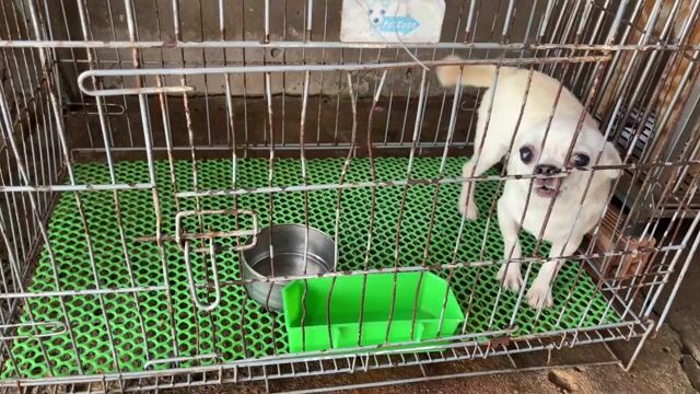 Chó Chihuahua đực hơn 1 năm. Mua bán Chó tại Huyện Vĩnh Lợi Bạc Liêu được đăng bởi Khánh hình 1