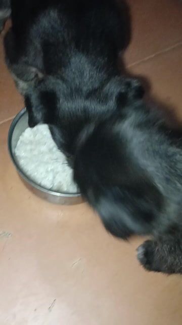 Chó con đen 2 tháng. Mua bán Chó tại Quận Gò Vấp Tp Hồ Chí Minh được đăng bởi Nghĩa hình 1