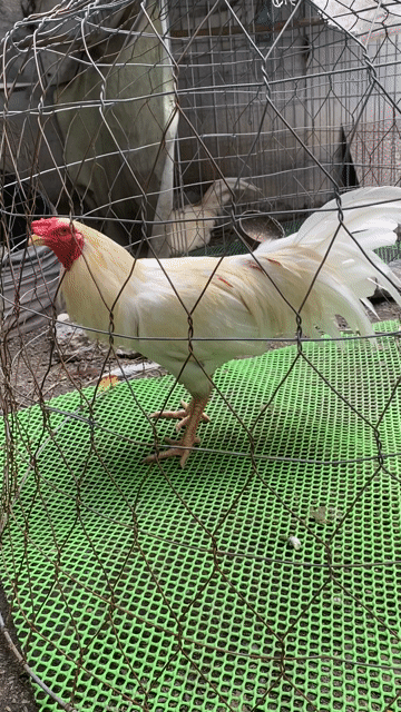 Gà nòi trắng đực 3.1kg. Mua bán Gà tại Quận 12 Tp Hồ Chí Minh được đăng bởi Thanh Trung hình 1