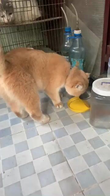 Mèo Golden Ny 12 cái 2 tuổi. Mua bán Mèo tại Quận 10 Tp Hồ Chí Minh được đăng bởi Chim cảnh Trường Sinh Nguyễn chuyên chào mào  hình 1