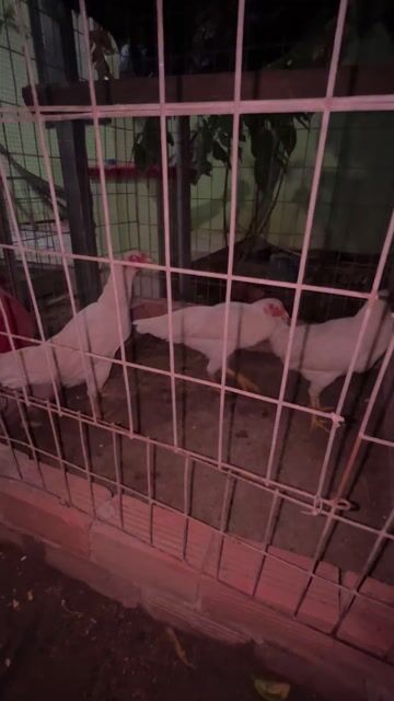 3 mái bướm tơ đang kêu ổ 2-2.2kg. Mua bán Gà tại Huyện Đất Đỏ Bà Rịa - Vũng Tàu được đăng bởi Trần Phong hình 1