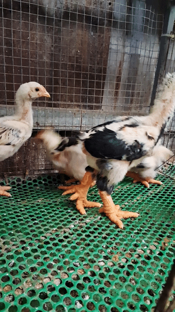 còn 6e 4trống 2mái gà 5,6lg giá 1triệu ạ❤️❤️❤️ . Mua bán Gà tại Thành phố Thủ Đức Tp Hồ Chí Minh được đăng bởi chuyên cung cấp gà đông tảo thuần chủng  hình 1