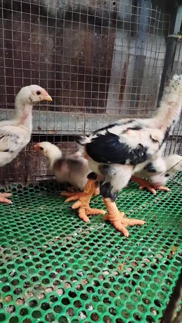 còn 6e 4trống 2mái gà 5,6lg giá 1triệu ạ❤️❤️❤️ . Mua bán Gà tại Thành phố Thủ Đức Tp Hồ Chí Minh được đăng bởi chuyên cung cấp gà đông tảo thuần chủng  hình 1