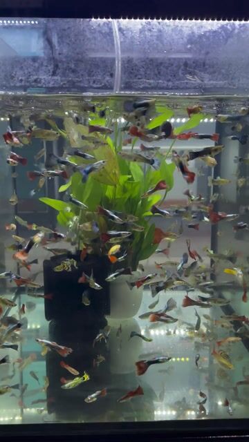 Cá cảnh Cá 7 màu Nhiều màu thuỷ sinh 100con/160k. Mua bán Thú cưng khác tại Quận 12 Tp Hồ Chí Minh được đăng bởi Trần Hữu Lượng hình 1