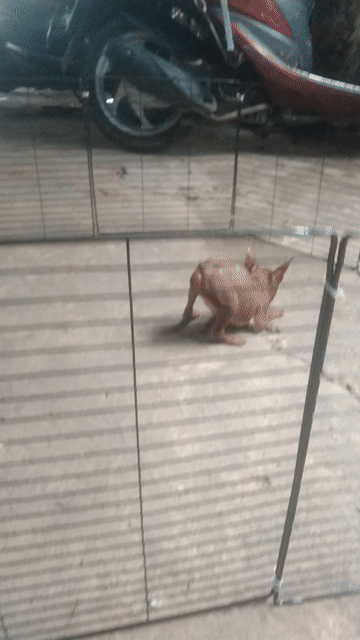 Fox hươu cái màu Socolla size nhỏ. Mua bán Chó tại Huyện Hóc Môn Tp Hồ Chí Minh được đăng bởi Phú hình 1