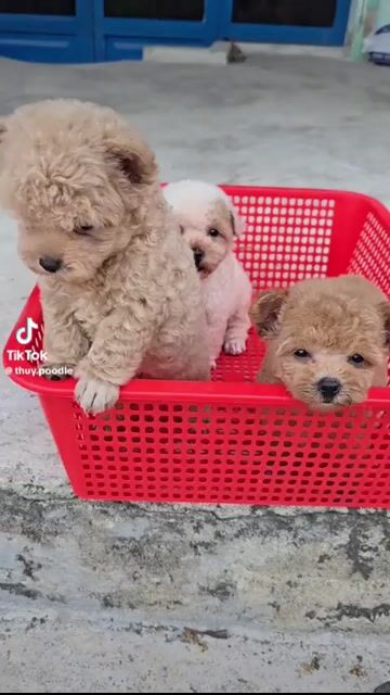 Poodle Tinymixtecup tai Gấu Cái. Mua bán Chó tại Thành phố Thủ Đức Tp Hồ Chí Minh được đăng bởi Ân Ân chuyên chó cảnh đẹp thuần  hình 1